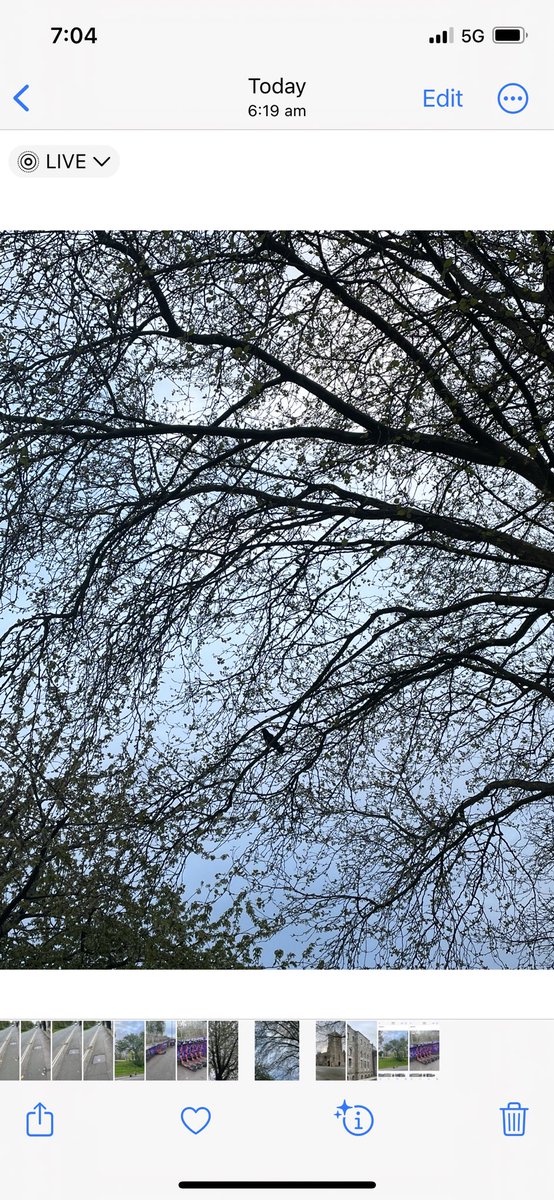 CRoW 

#urban #street #photography #tree #bird #crow #perched #nofilter #noedits #rawshot #nature #morning