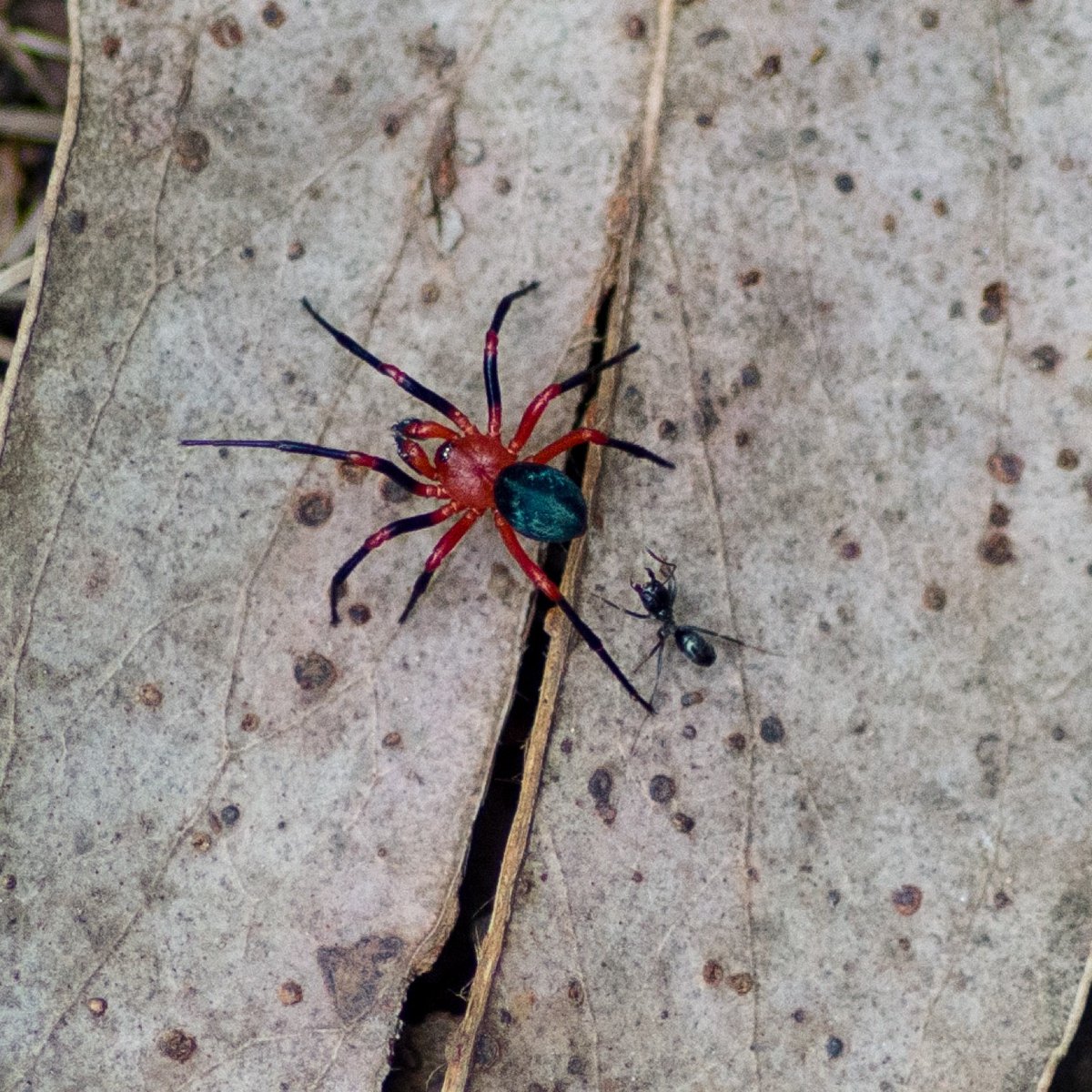 QuestaGame's tweet photo. Discovery bonus (4000 score)! First of its kind for #QuestaGame from Melinda . See https://t.co/FVCzWvT8nl Photo by QG player Melinda https://t.co/057RrdyVNz