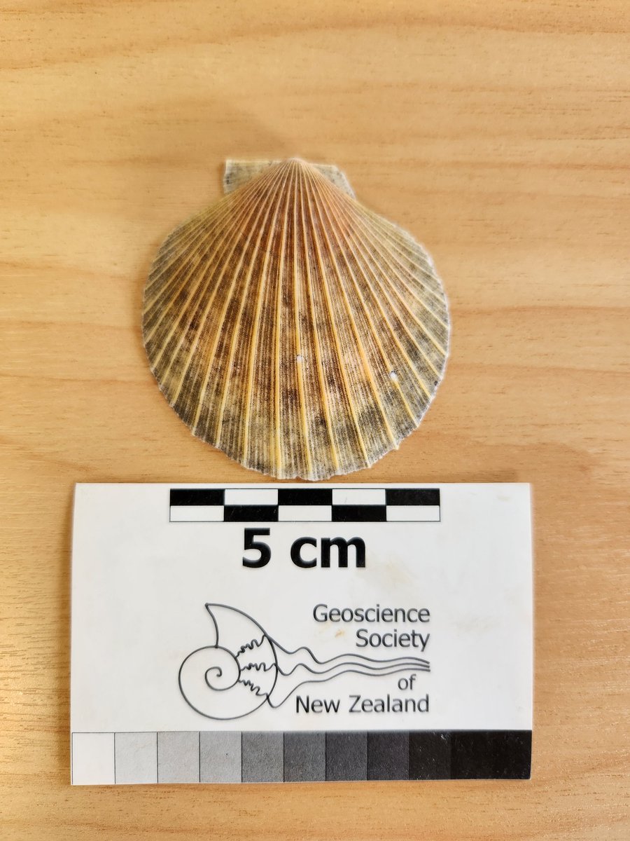 Kat Holt (@pollenkat) on Twitter photo I attended a morning tea celebration of the life and work of molluscan paleontologist extraordinaire Alan Beu, held at <a href="/gnsscience/">GNS Science Te Pū Ao</a> today. It was a real pleasure and a special time. Many of Alan's colleagues, and also family shared their best memories of an amazing man. I attended a morning tea celebration of the life and work of molluscan paleontologist extraordinaire Alan Beu, held at <a href="/gnsscience/">GNS Science Te Pū Ao</a> today. It was a real pleasure and a special time. Many of Alan's colleagues, and also family shared their best memories of an amazing man.