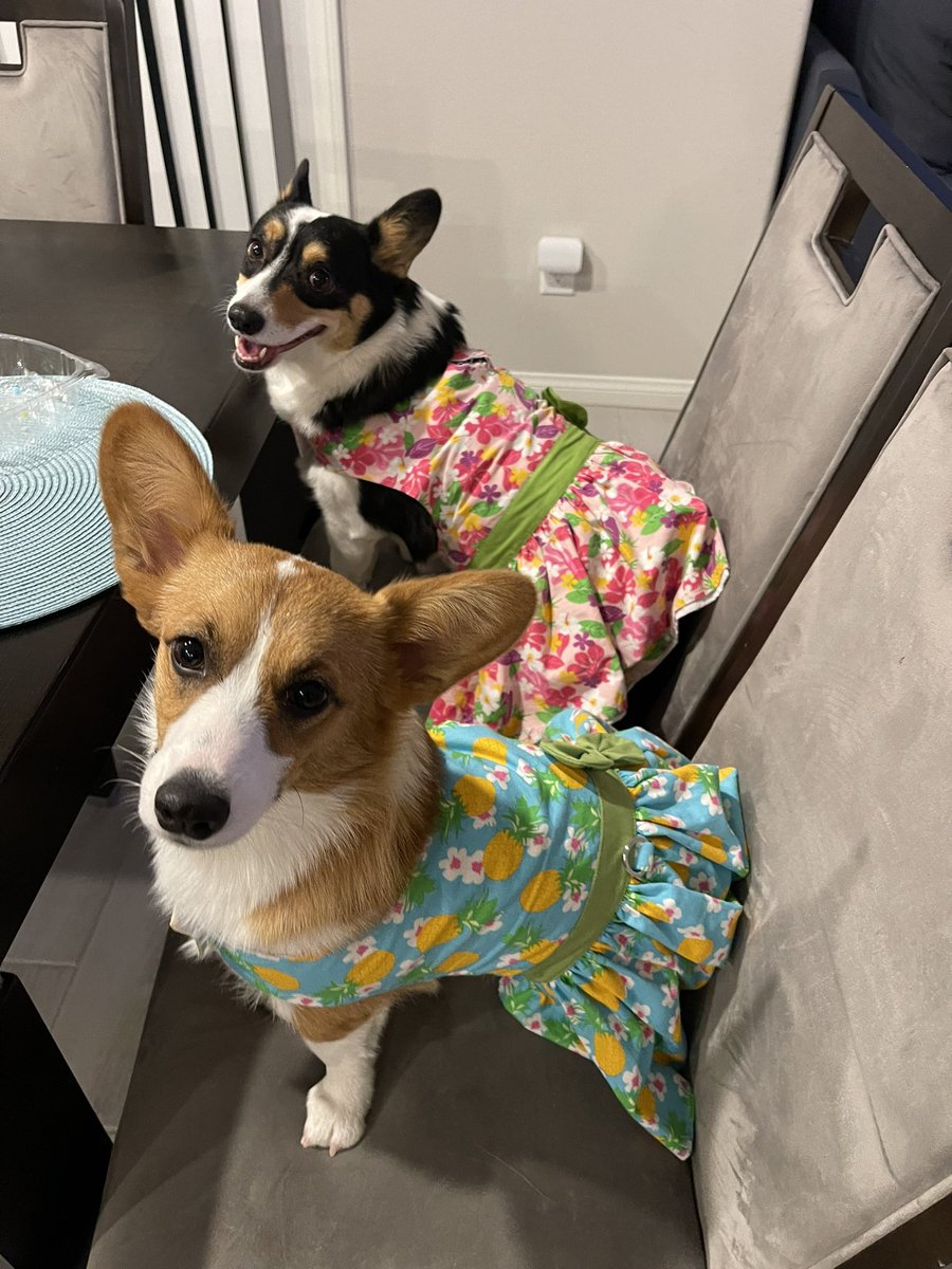 rinthecorgi's tweet photo. Happy barkday Angel! One year old.

#puppy #pembroke #cardigan #corgicrew #corgi #teamcorgi #hawaii #dress #photogenic #aloha #baby #cute #cutie #sincity #lasvegas #vegas #Wednesday #princess #adventures #birthday #cake https://t.co/BphV8eSe5y