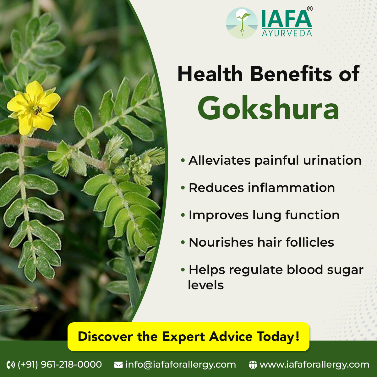 IAFAFORALLERGY's tweet image. ✅ Health Benefits of Gokshura - As Per Ayurveda
For more information, please visit:- iafaforallergy.com/herbs-a-to-z/g…

#gokshura #Tribulusterrestris #puncturevine #gokshurabenefits #himalayagokshura #gokshuraplant #gokshurause #ayurvedicherb #ayurvedicremedy #allergytreatment