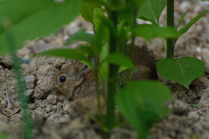 Just found this cheeky bunny amongst my veg patch!🐇 Having a good old nibble on my Artichokes!🌱 Now don't worry my Vegetarian friends. I shooed him off, it's not rabbit pie for dinner! 😅🥧 #GardeningTwitter #VegPatch #growyourown #NaturePhotography