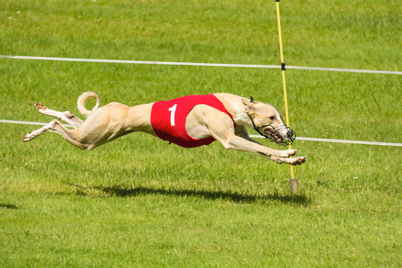 Here are some interesting facts about how Greyhound Racing began - domesticatedcompanion.com/like_259509/ #greyhoundracing #racingfamily #interestingfacts