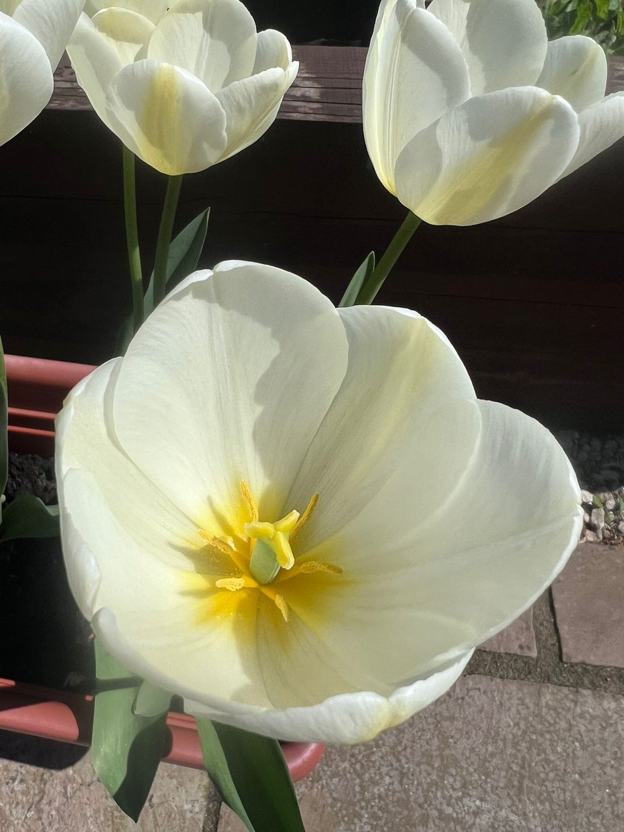 noobgardening's tweet photo. My tulips can be flaming,
My tulips can be white,
But what made me really smile was,
The #nats beat the #mets last night!
#GardeningTwitter #poetry #baseball #oddmix #photography
@Nationals https://t.co/PkSXcvyyzu