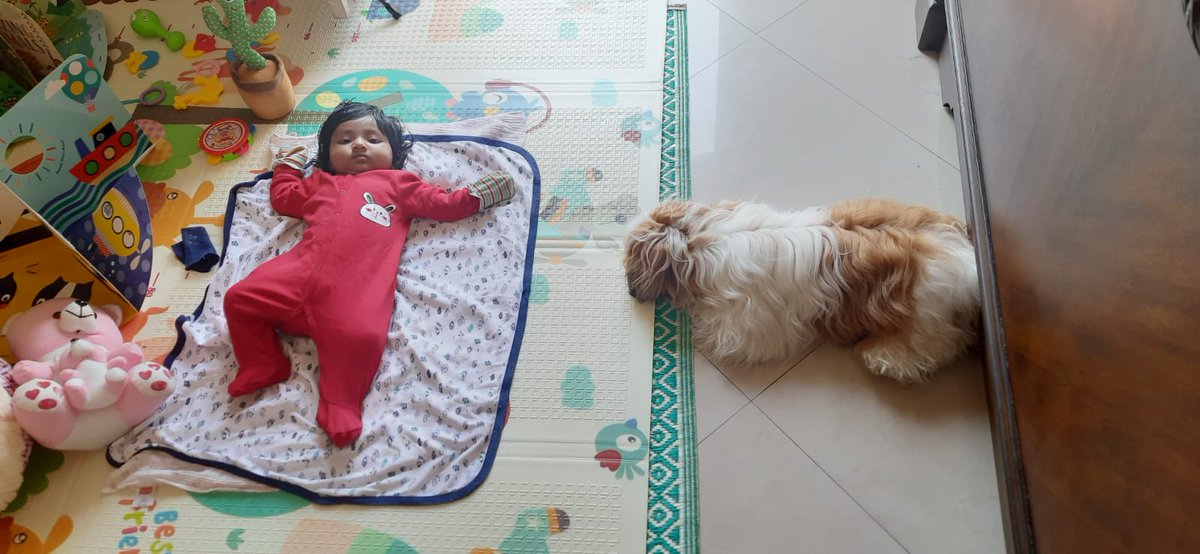 PriyadarsiniPT's tweet photo. How cute they both are looking😍.one z my DBC😋 n another one z my choco lava😋😘🥰💕#cute#baby#puppy#relationdhip#loveforeever https://t.co/Hoprg3SZ9h