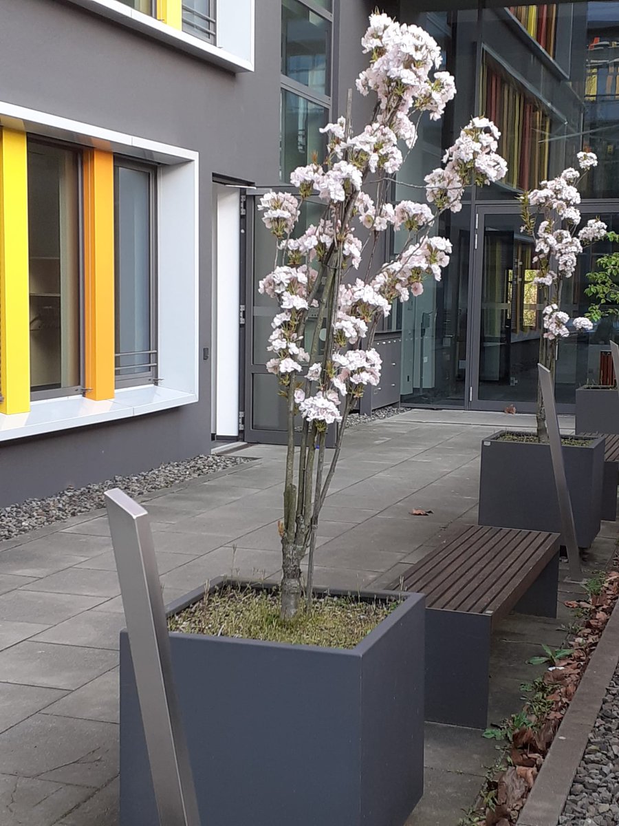 Mitte April bekommen nun auch die Ostasienwissenschaften der <a href="/ruhrunibochum/">Ruhr-Universität Bochum</a> ihre Chance auf Hanami 🌸. Bis die Bäume die Bänke überschatten wird es aber noch ein paar Jährchen dauern.