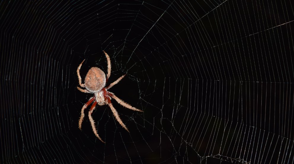 AusSMC's tweet image. 🕷️🔥 How are spiders affected by bushfires?

🌿🕸️ @UniMelb and @MonashUni say spider communities can be severely impacted, but the extent of the damage varies depending on the severity and frequency of the fires

Find out more: scimex.org/newsfeed/howar… #bushfires #wildlife