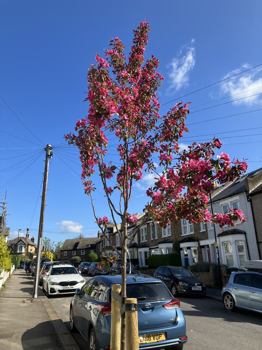 JaneCanDoSE4's tweet photo. Love the street tree 🌺🌸🌺🌸outside our house🏡 that now blossoming. We shared the cost with our neighbours so could add to the growing number of🌲🌿🌳🍀🌲on our road.Big Thks @STfLLondon for all the work you do in Greening the Borough 💚#ImprovingTheEnvironment https://t.co/igPMxLwCGu