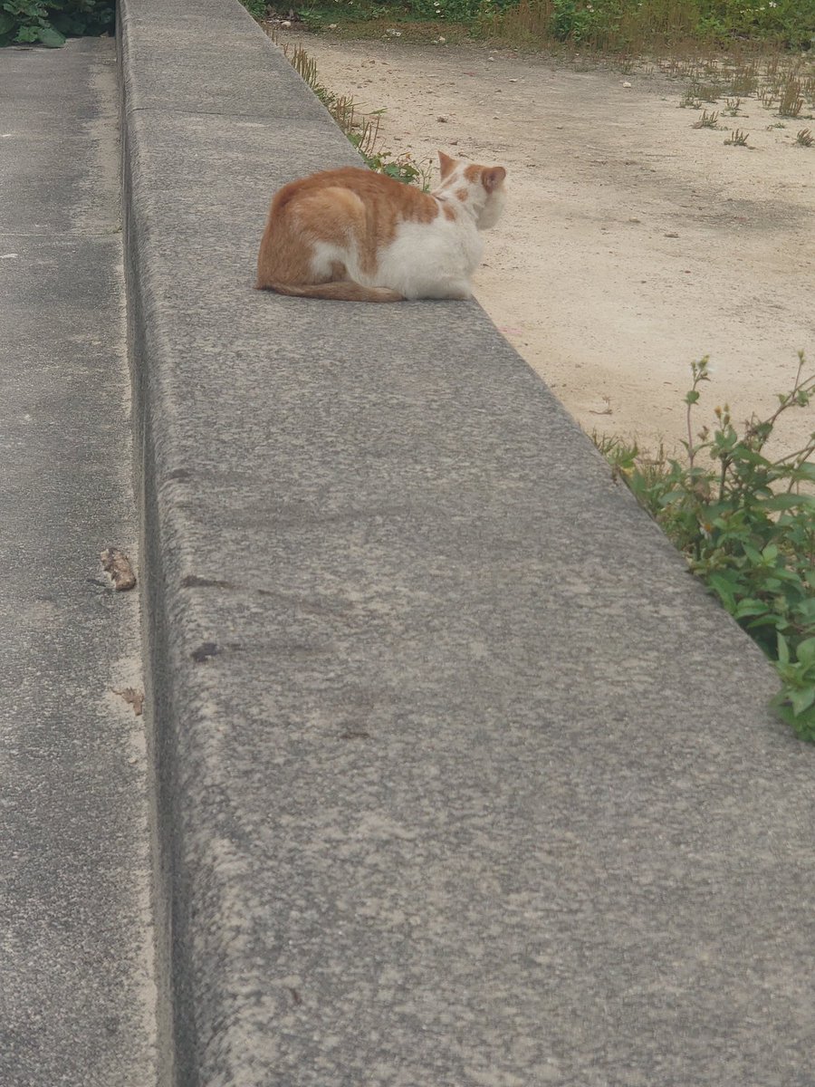 YboyY23's tweet photo. まったり 猫可愛いなぁ https://t.co/RFpKS2R8XY