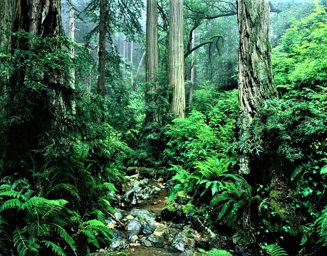 "Human hunger is the enemy of our forests. When we help local people to plant forests and manage them sustainably, we also create jobs and prosperity. That is why the way out of the climate crisis leads directly to our forests," demanded DFWR President Georg Schirmbeck.💚🌳🌲🌱💚