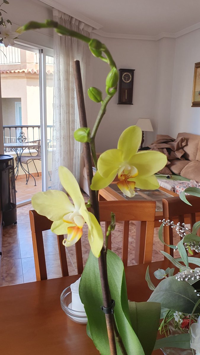 Aprendiendo a cultivar Orquideas 🌼  
Buenos días España ❤️