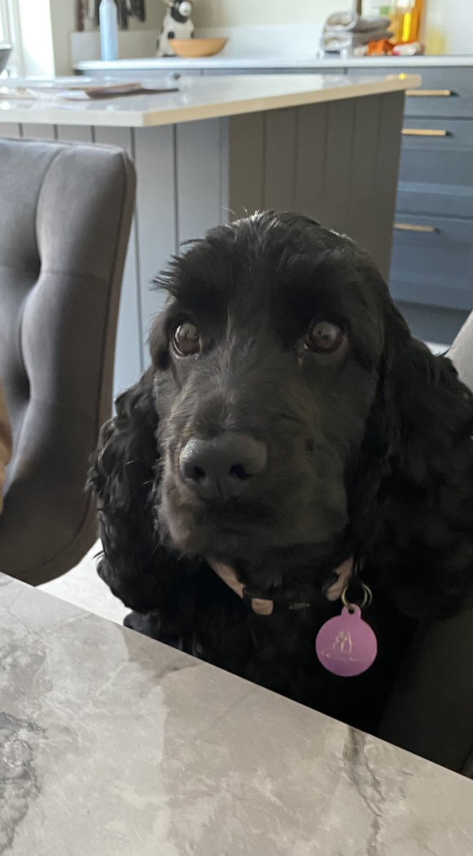 ByrneCocker's tweet photo. Would Alfie like to go for teef cleaning instead of me? #allheart #dontwanttogo https://t.co/ySNAGVa92R