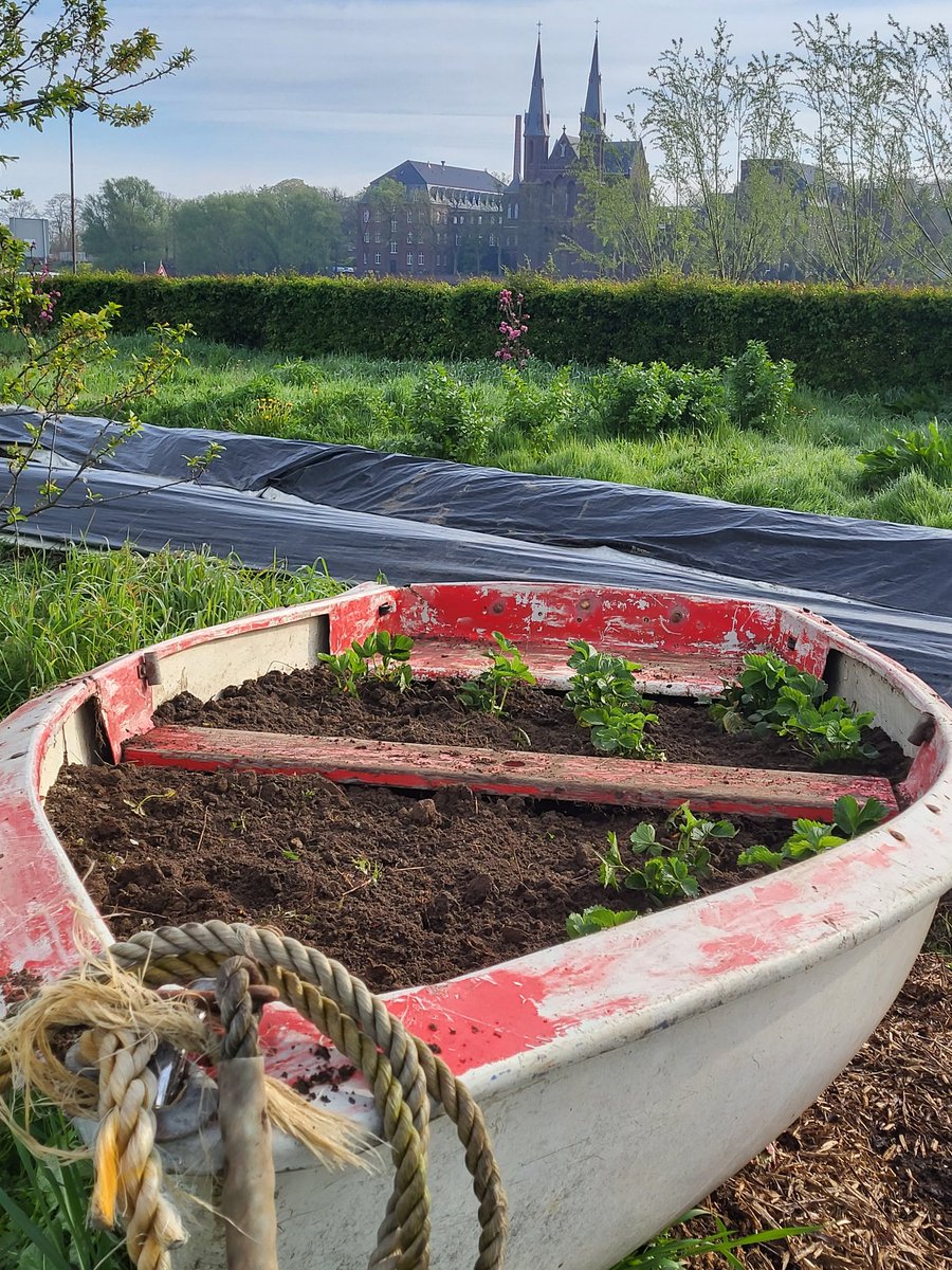 JlpvanRhee's tweet photo. En we hebben een.....🍓🍓#boot en hij ligt in #moestuinmaesfeld....#hobby #moestuin #gezond bezig. https://t.co/hgPAWjr2sY