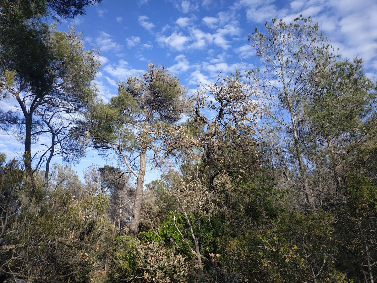 GabriSanguesa's tweet photo. Finishing our #fiedwork in central Italy for the #PROWARM project funded by @AgEInves
Pinus halepensis and pine processionary 🌲🐛 https://t.co/8RSnJ71CbZ