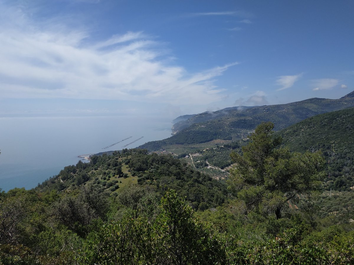 GabriSanguesa's tweet photo. Finishing our #fiedwork in central Italy for the #PROWARM project funded by @AgEInves
Pinus halepensis and pine processionary 🌲🐛 https://t.co/8RSnJ71CbZ