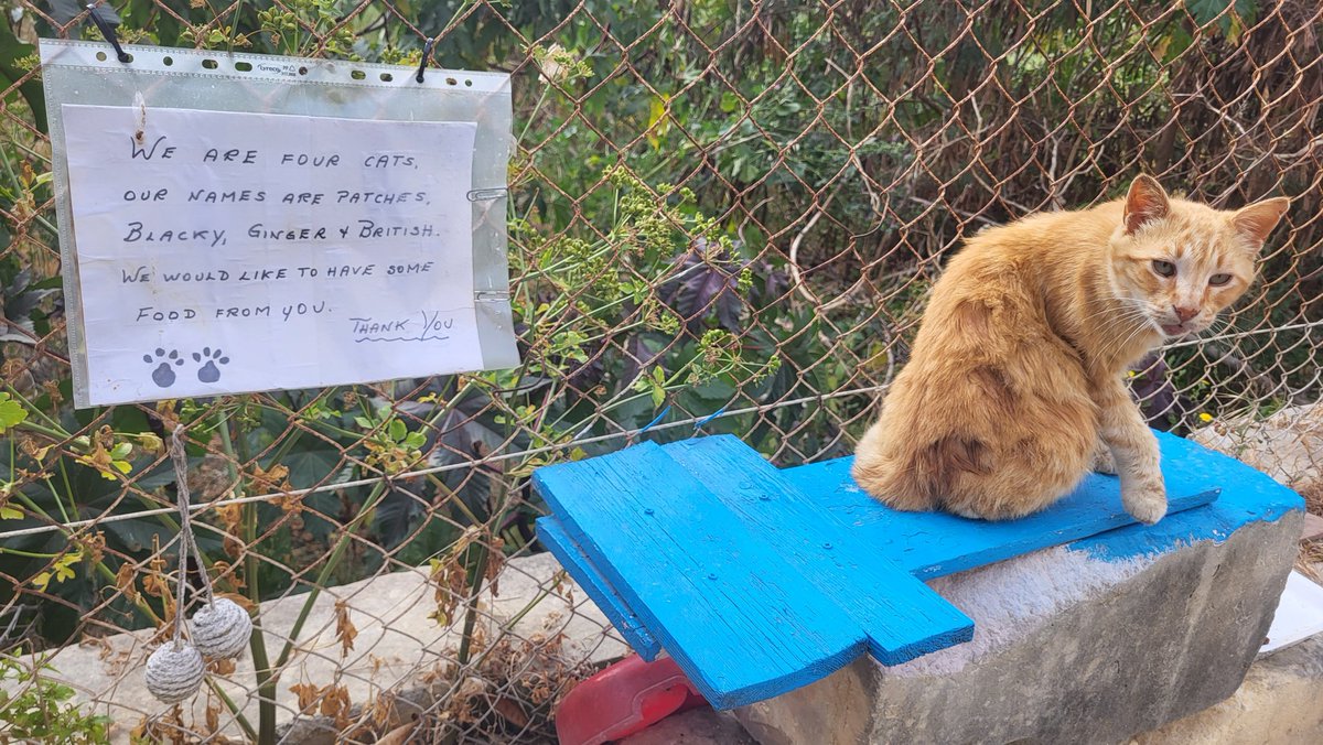 420GreenthumbDr's tweet photo. Every day I run into one of these four clever stray cats hanging sign asking for food. If only all animals were this smart, we wouldn't need pet shelters.
I guess this one is Ginger 🐈
Props to #bobainu and those helping out our furry friends in need🐱🐶 @BobaInu @BobainuFam https://t.co/65nF0JzQwD