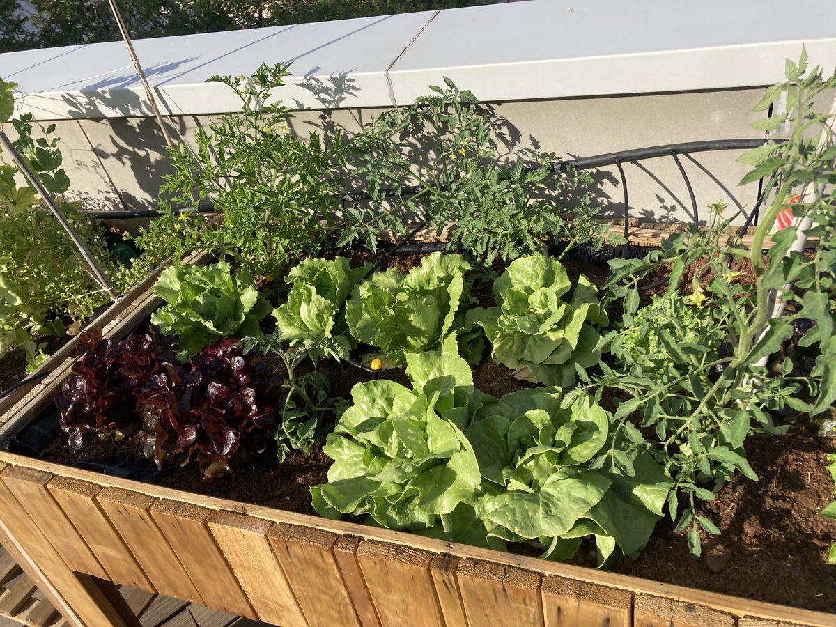 inaki_satt's tweet photo. El huerto urbano en #EntrepatiosLC va dando sus frutos, terminando la época tirabeques, las lechugas a punto https://t.co/IAPnyDRw3o