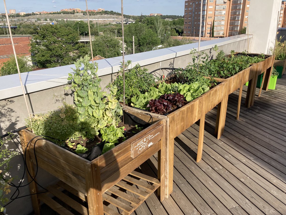 inaki_satt's tweet photo. El huerto urbano en #EntrepatiosLC va dando sus frutos, terminando la época tirabeques, las lechugas a punto https://t.co/IAPnyDRw3o