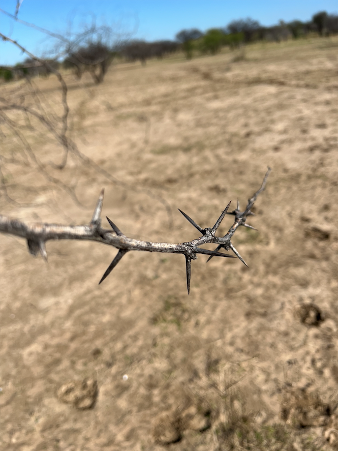 cussonsmedia's tweet photo. Flashback to when we travelled to Winton in May last year to capture footage of prickly acacia - an invasive weed. Take a look at the photos and you’ll see they certainly live up to their name! 🌳🚗☀️

#australianagriculture #videocontent #winton #queensland #pricklyacacia https://t.co/NvrnFth1xC