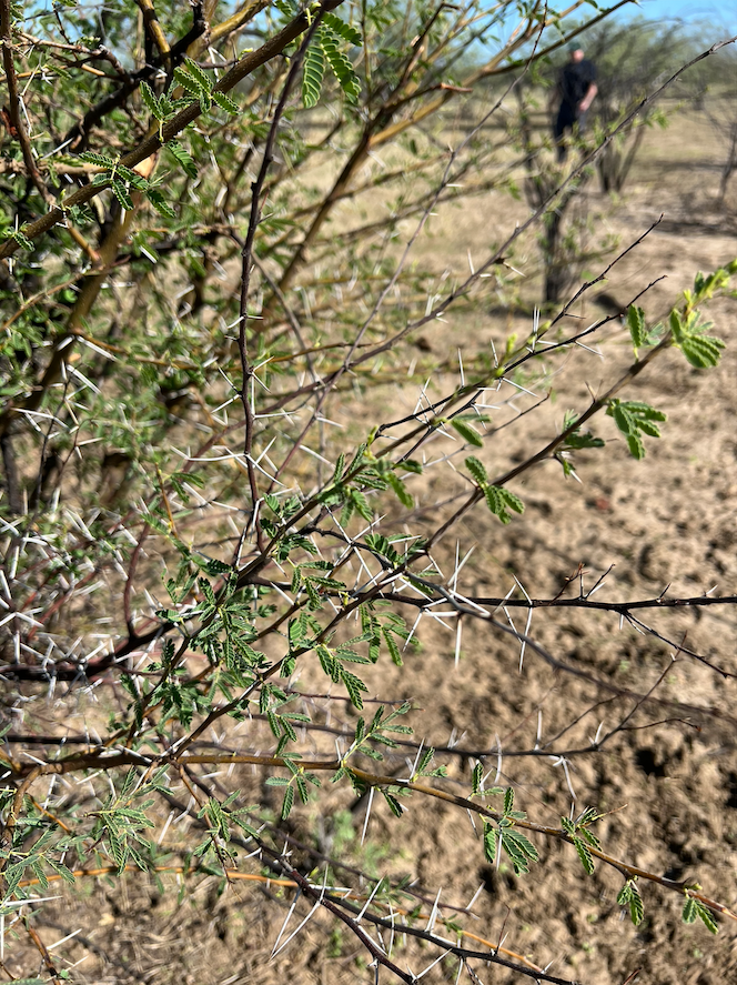 cussonsmedia's tweet photo. Flashback to when we travelled to Winton in May last year to capture footage of prickly acacia - an invasive weed. Take a look at the photos and you’ll see they certainly live up to their name! 🌳🚗☀️

#australianagriculture #videocontent #winton #queensland #pricklyacacia https://t.co/NvrnFth1xC