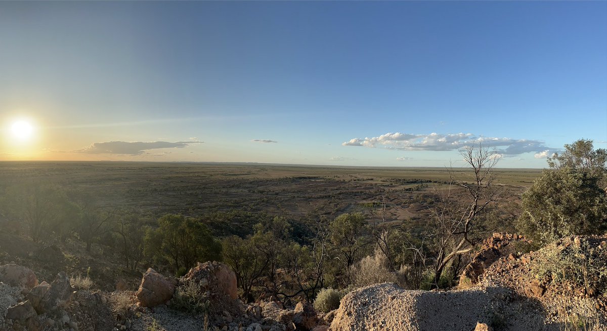 cussonsmedia's tweet photo. Flashback to when we travelled to Winton in May last year to capture footage of prickly acacia - an invasive weed. Take a look at the photos and you’ll see they certainly live up to their name! 🌳🚗☀️

#australianagriculture #videocontent #winton #queensland #pricklyacacia https://t.co/NvrnFth1xC