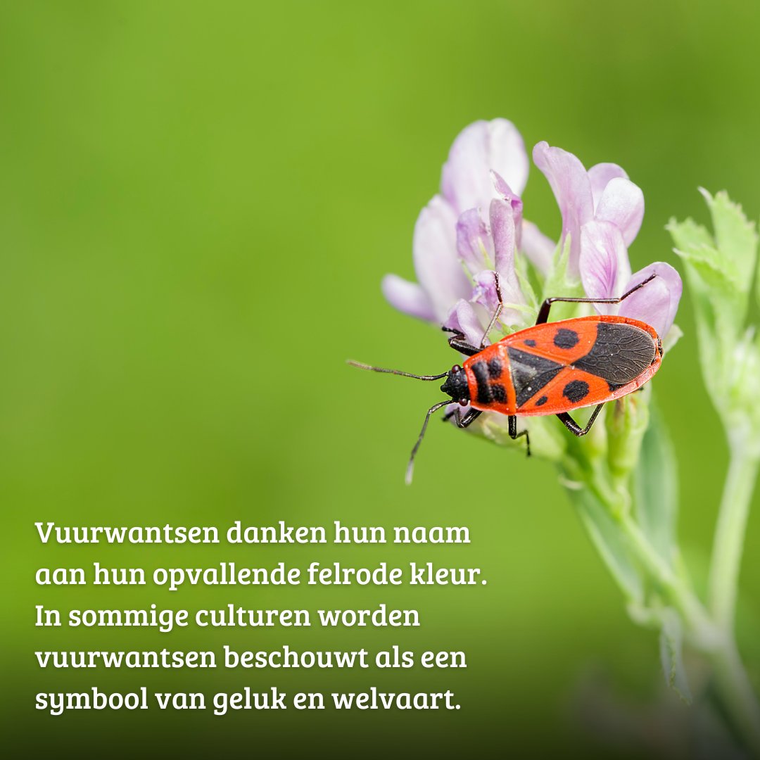 IVNNederland's tweet photo. 🔥Vuurwantsen komen weer tevoorschijn, grote kans dat je ze tegenkomt. Met hun felrode kleur en bijzondere markeringen, zijn #vuurwantsen een prachtige verschijning. Toch vinden mensen ze vaak een beetje eng. Onterecht. Daarom zetten wij dit bijzondere beestje in het zonnetje. 🌞 https://t.co/1guRArNUN6