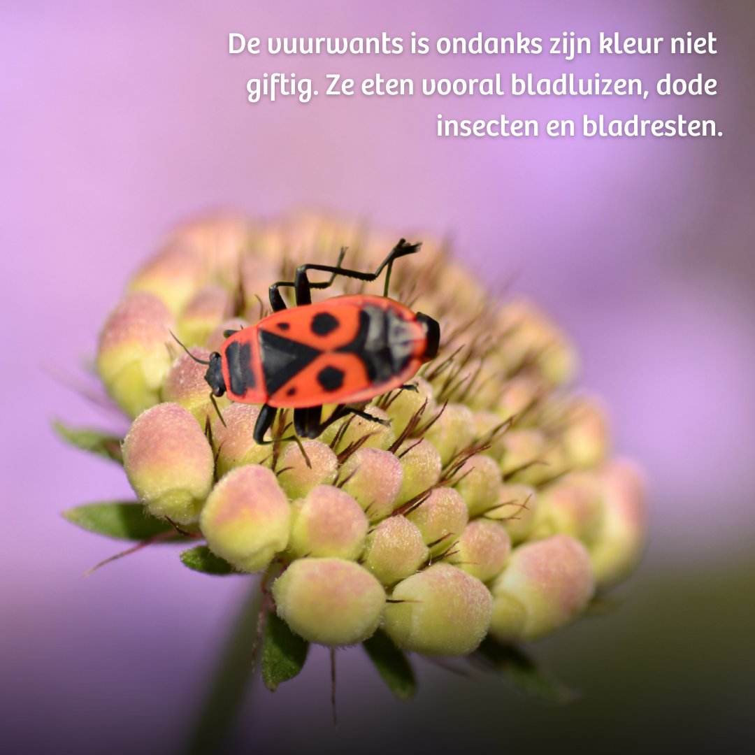 🔥Vuurwantsen komen weer tevoorschijn, grote kans dat je ze tegenkomt. Met hun felrode kleur en bijzondere markeringen, zijn #vuurwantsen een prachtige verschijning. Toch vinden mensen ze vaak een beetje eng. Onterecht. Daarom zetten wij dit bijzondere beestje in het zonnetje. 🌞