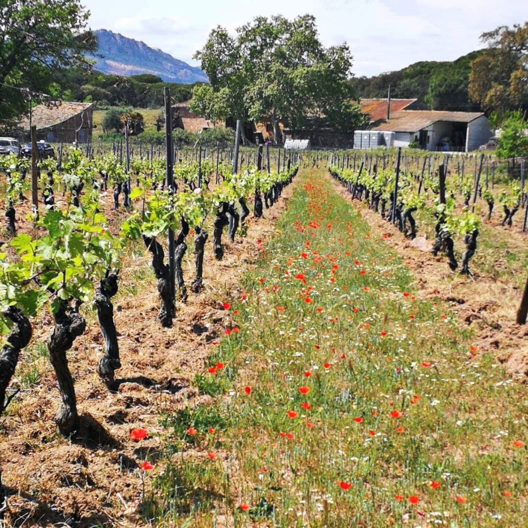 BikeHireDirect's tweet photo. The #Poppies are out across the #Provence!  

To enjoy a bikeride through pretty spring #flowers in the #vineyards of the #Var ... contact Nick at @VarBikeHire - https://t.co/fksDur7QMC 🙂

#France #French #BikeHireDirect #DispoVelo https://t.co/fEmJqAbmEo