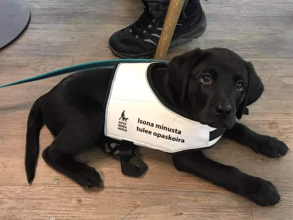 International Guide Dog Day 🦮💕
Tutustu, tue, lahjoita 👉🏻 opaskoirakoulu.fi ♥️ #guidedogs
