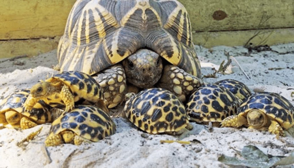 Tortoiseoftheda's tweet photo. April 26th 2023
Ohana means family. Family means nobody gets left behind or forgotten https://t.co/UGclNJu6cQ