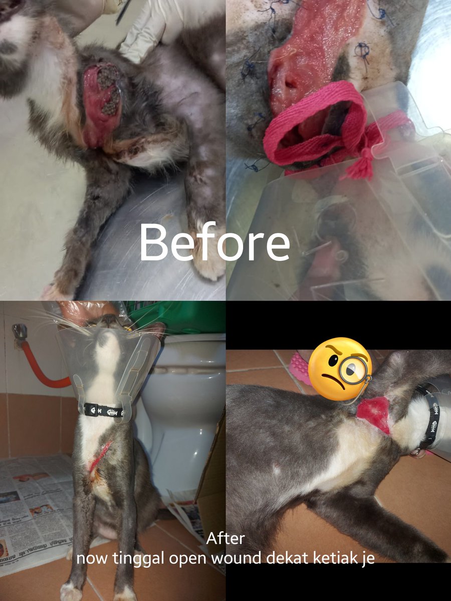 samantha_cavill's tweet photo. Hi semua. This is update for Grey, the cat with the maggot wound. Boleh juga refer to my pinned tweet bagi semua kos yg dibelanjakan bagi rawatan grey so far. All receipts have been attached there 😊🙏 https://t.co/HAWEFFpRzE