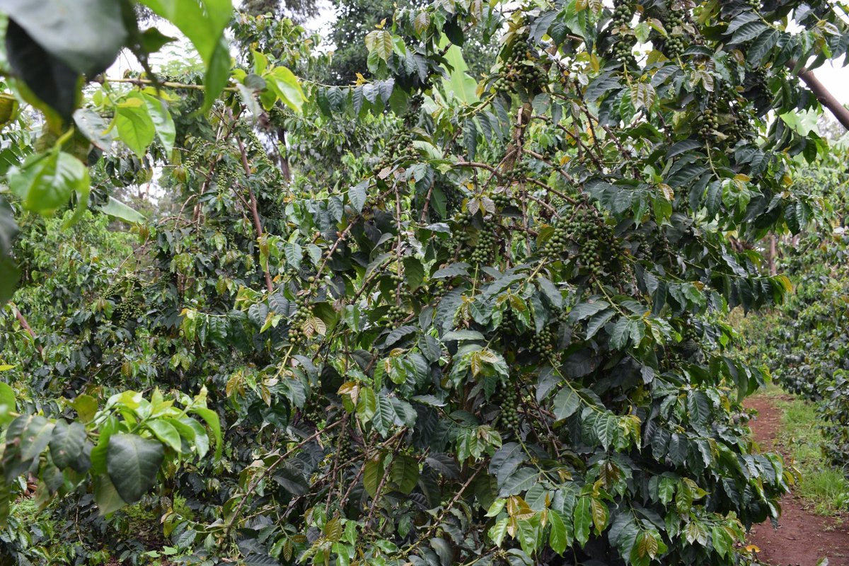 barakambolea's tweet photo. Did you know the soil coffee is grown on impacts its quality?
Elevate your coffee production this season with Baraka Coffee's top-dressing fertilizer. It provides essential nutrients for your coffee trees, resulting in rich and flavorful coffee beans. #patabarakashambani https://t.co/iw7iVEzLwK