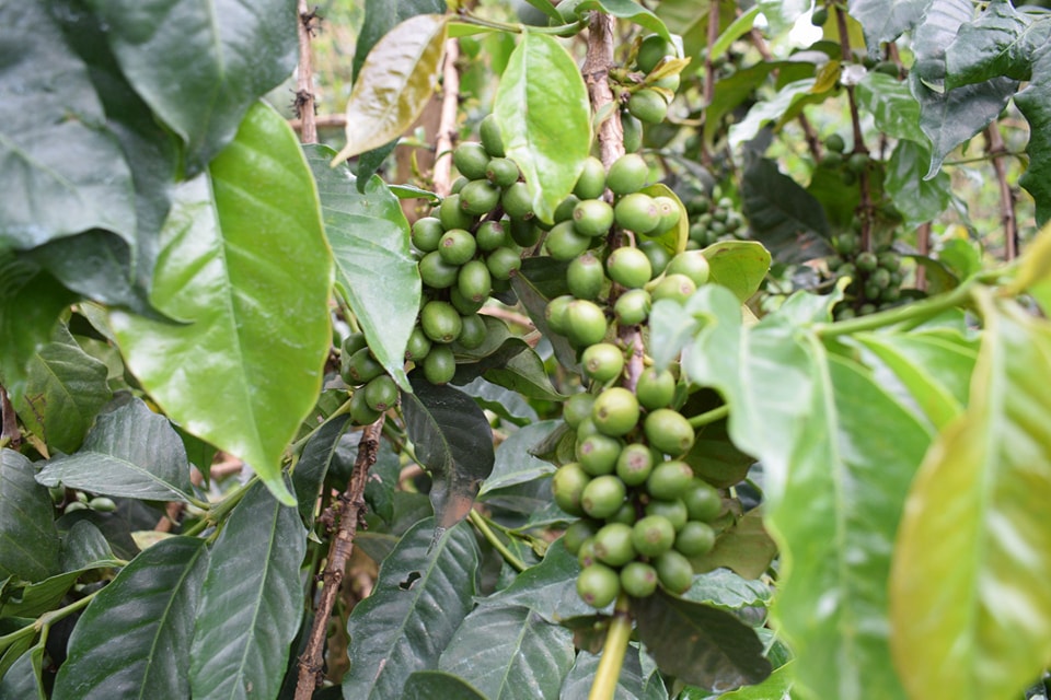 barakambolea's tweet photo. Did you know the soil coffee is grown on impacts its quality?
Elevate your coffee production this season with Baraka Coffee's top-dressing fertilizer. It provides essential nutrients for your coffee trees, resulting in rich and flavorful coffee beans. #patabarakashambani https://t.co/iw7iVEzLwK