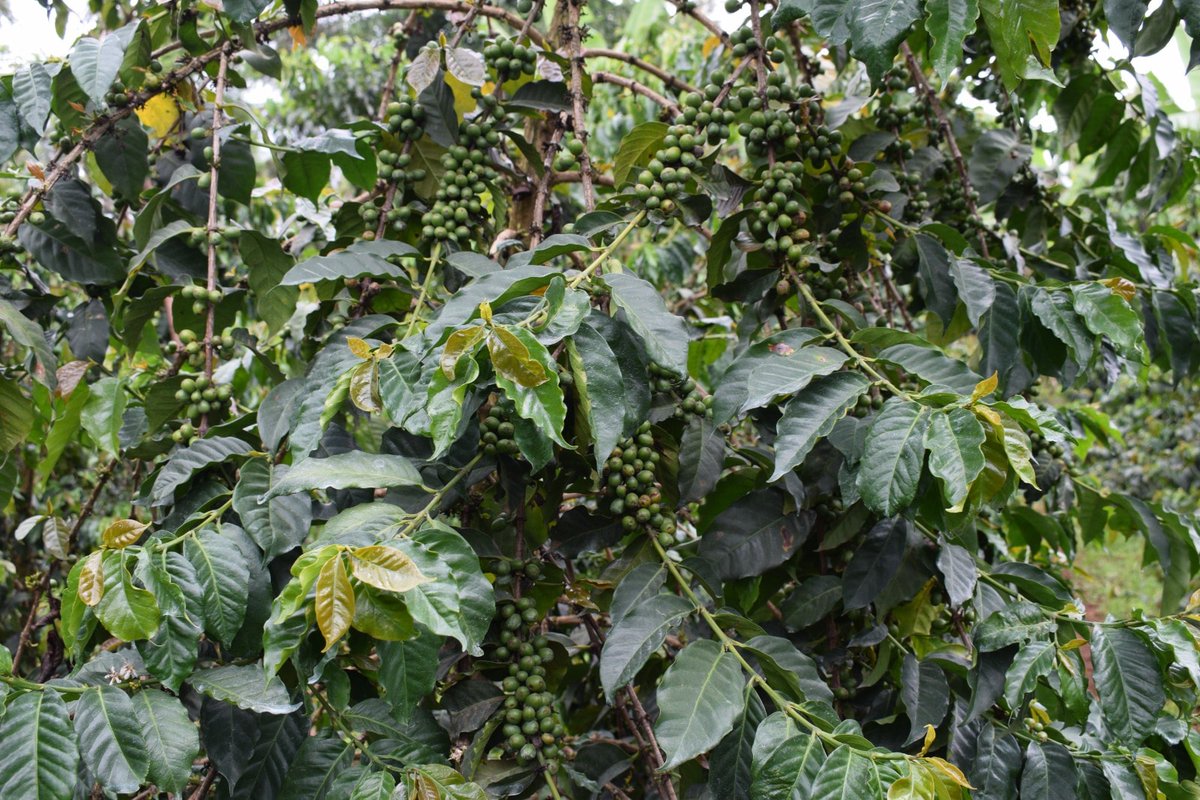 barakambolea's tweet photo. Did you know the soil coffee is grown on impacts its quality?
Elevate your coffee production this season with Baraka Coffee's top-dressing fertilizer. It provides essential nutrients for your coffee trees, resulting in rich and flavorful coffee beans. #patabarakashambani https://t.co/iw7iVEzLwK