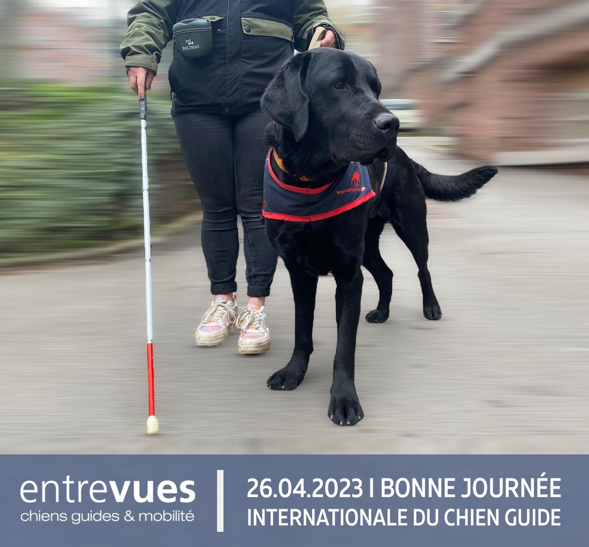 ASBLEntrevues's tweet photo. 26.04.2023 I Bonne Journée Internationale du Chien Guide🦮
#ChienGuide #GuideDog #Labrador #IGDF #Belgique #Belgium #Liege https://t.co/Xg651sK6nG