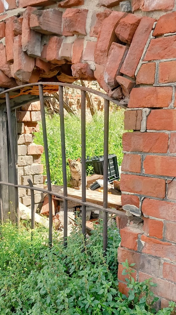 Andrea Limone tweet media