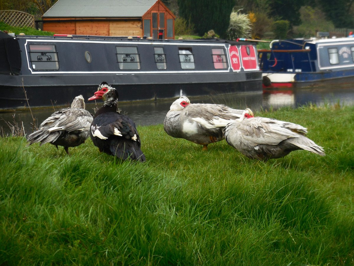 retired_tom's tweet photo. My photos from #April 2019
#CanalRiverTrust #OxfordCanal #Somerton #DeepLock #Meadow #Lock #Bridge #Narrowboat #reflections
#Canals & #Waterways can provide #Peace & #calm for your own #Wellbeing #Lifesbetterbywater https://t.co/3gtd4h3EVI