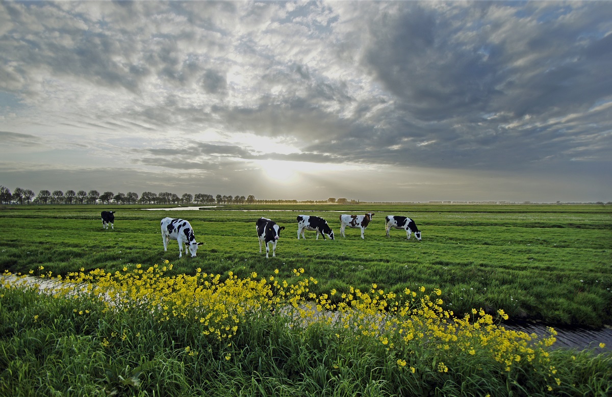 Vanaf nu kunnen boeren in het veenweidegebied van Noord-Holland advies, ondersteuning en cofinanciering ontvangen voor het nemen van klimaatmaatregelen op agrarische grond. Hiervoor is het Loket Veenweideboeren Noord-Holland opgericht door WLD. loketveenweideboeren.nl