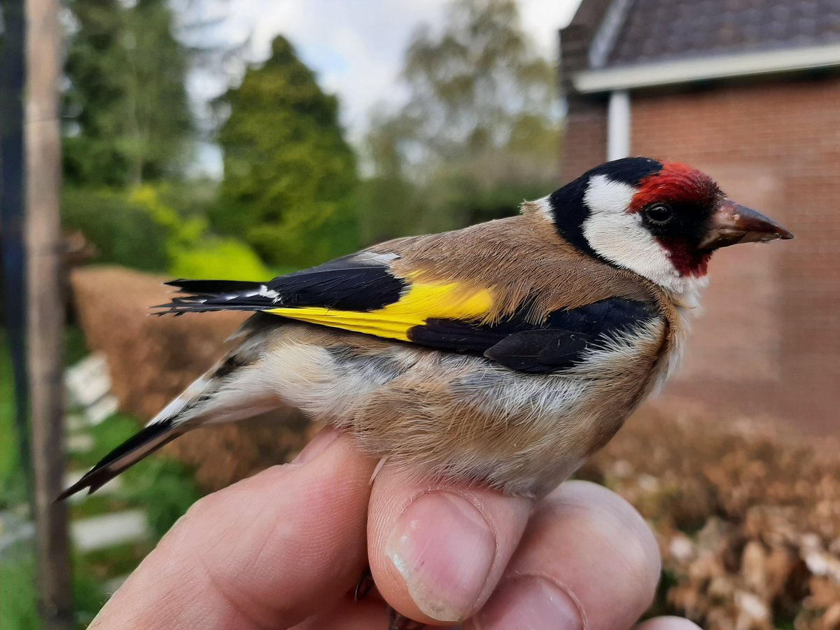 aedewinter's tweet image. Ringvangst #Putter (Carduelus carduelis).