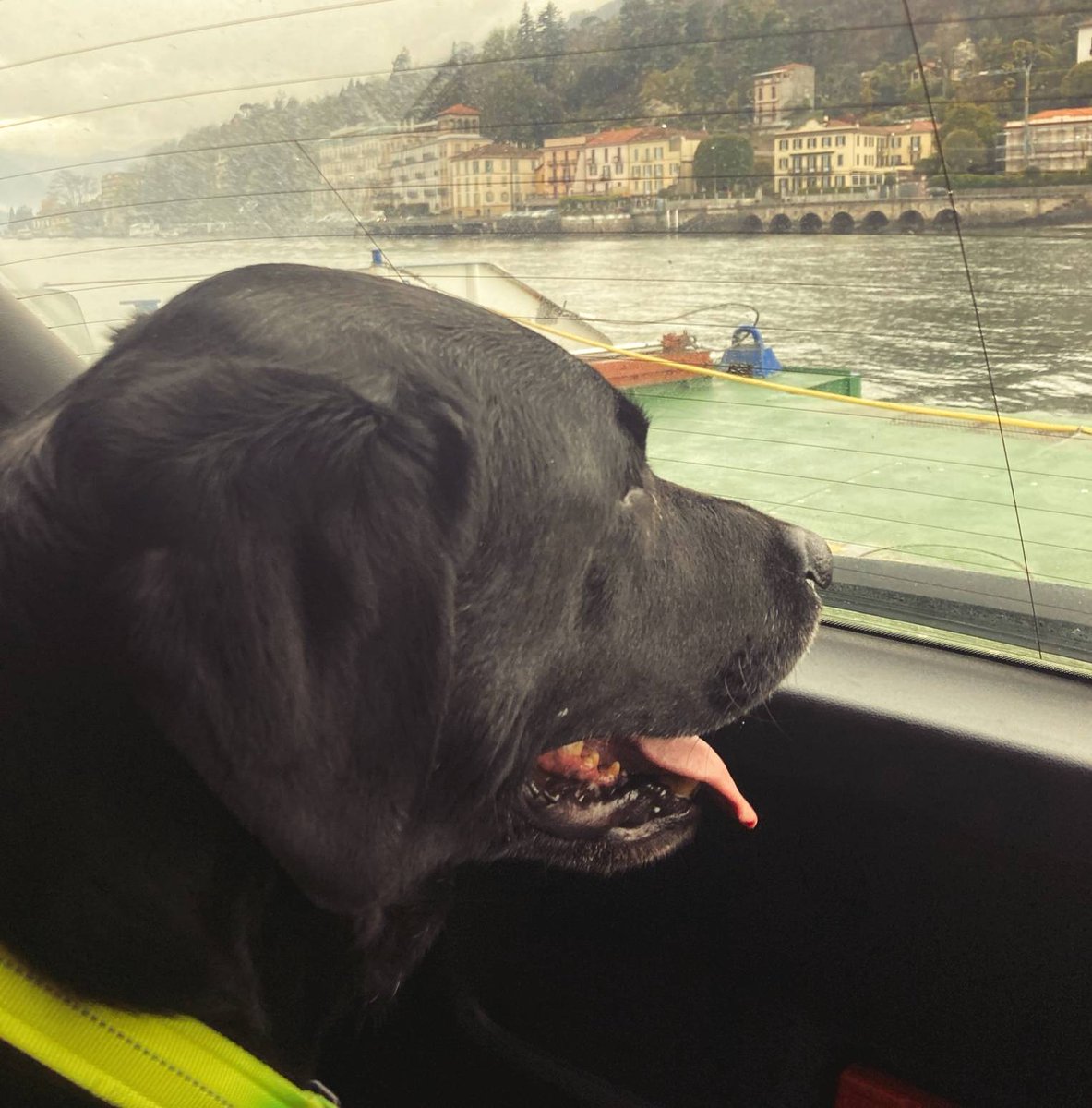 🦮 Internationale Dag van de Geleidehond 🐾 🥰
Jo begeleidt onze collega Silvia niet enkel thuis of op kantoor, hij gaat ook mee naar de supermarkt en mag zelfs mee op reis ✈️ 🏝️

Vandaag krijgt hij een extra beloning 😉
#geleidehond #GuideDogDay