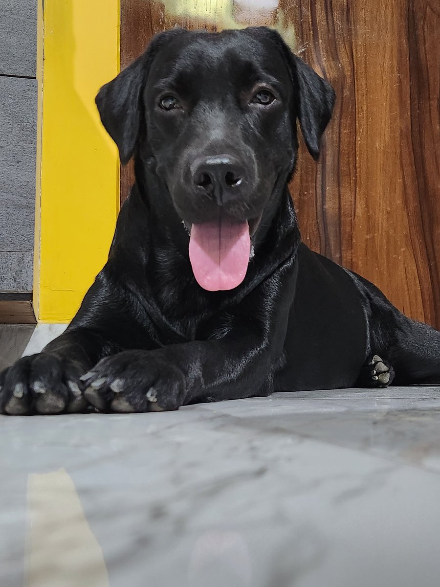archanavimal's tweet photo. One needs nothing but a pet to feel love. She not only demands my full attention, she is very protective and naughty. 
#AVMusings #tuesdayvibe #pets #AnimalLovers #love #cutenessOVERLOAD #Zoey #labrador #life #LifeIsBeautiful https://t.co/o3Y5qaiWe3
