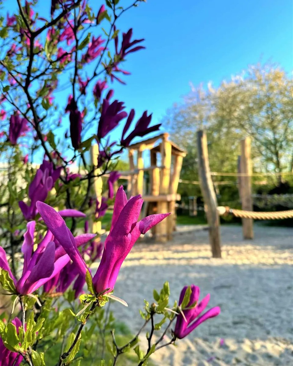 ZZMKrakow's tweet image. #Staw Płaszowski w @krakow_pl - trwają procedury odbiorowe. Już niebawem będziecie mogli planować spacery w tym niezwykle urokliwe miejscu.
Odpoczynek wśród kwitnących magnolii lada moment 🌺💚
@krakowski_BO