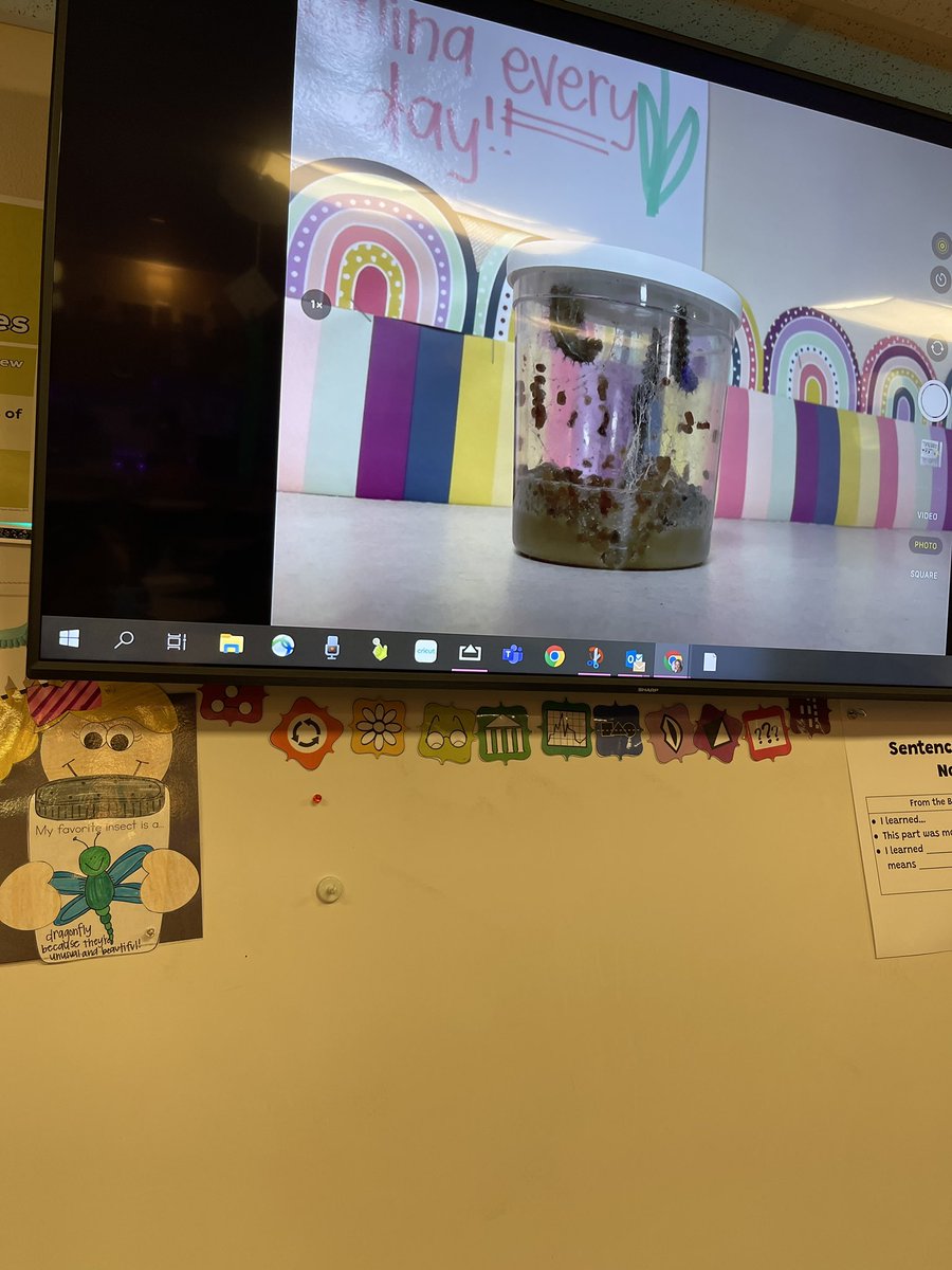 Maclaine Green (@mrsgreen2nd) on Twitter photo We’ve got some exciting things happening on our caterpillar cam this morning!!!! Looks like some J hooks are forming!! 🐛 <a href="/NISDScience/">NISD Science</a> <a href="/BeckElem/">Samuel Beck Elementary</a> We’ve got some exciting things happening on our caterpillar cam this morning!!!! Looks like some J hooks are forming!! 🐛 <a href="/NISDScience/">NISD Science</a> <a href="/BeckElem/">Samuel Beck Elementary</a>