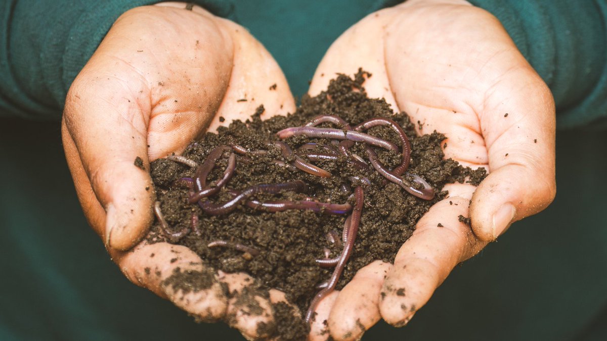SOILGUARD_H2020's tweet photo. 🐛🌱 Earthworms are tiny gardeners that improve soil health.

Join us in supporting the #SOILGUARD project to enhance soil structure and nutrient content for healthier crops and a thriving environment.

🌿🌍 Learn more about sustainable soils and a brighter future for our planet! https://t.co/KMemx1oGom