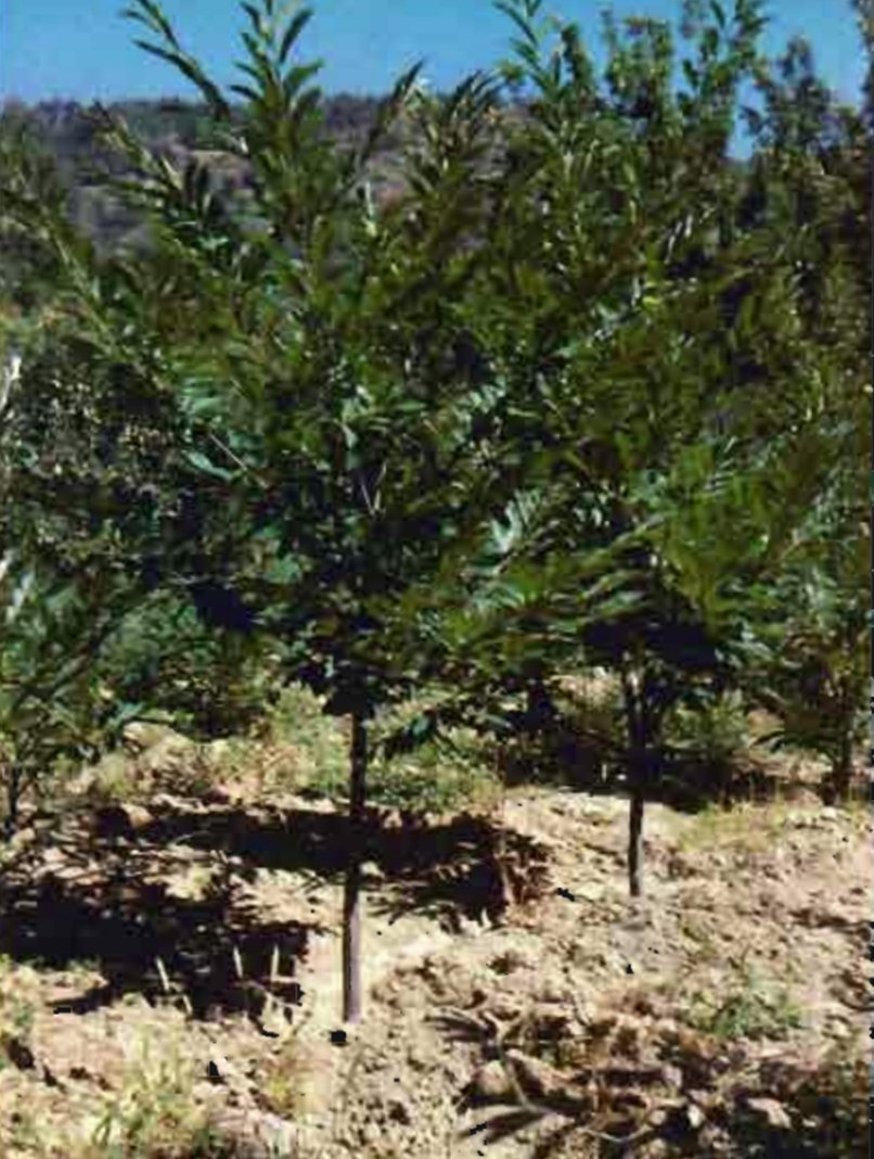 Plantación de castaños de dos años cuidada mediante labrado y abonado, así como riego el primer verano. Se observa un crecimiento muy vigoroso. Tradicionalmente los vecinos plantaban estos árboles en los terrenos comunales para su aprovechamiento, que heredaban sus descendientes.