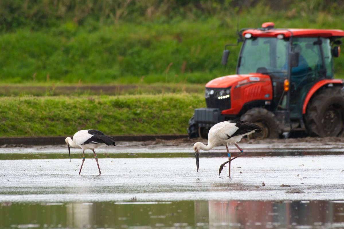 s7t73pf71's tweet photo. 今朝のコウノトリ+ヘラサギ
#コウノトリ #野鳥 #j0293 #足環無し #j0358 #j0463 #島根県 #雲南市 #出雲市 #安来市 #ヘラサギ https://t.co/XipYzGXCoc