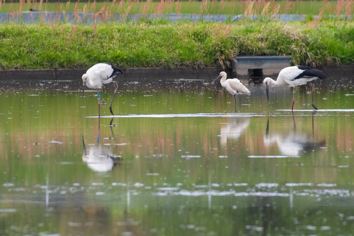 s7t73pf71's tweet photo. 今朝のコウノトリ+ヘラサギ
#コウノトリ #野鳥 #j0293 #足環無し #j0358 #j0463 #島根県 #雲南市 #出雲市 #安来市 #ヘラサギ https://t.co/XipYzGXCoc