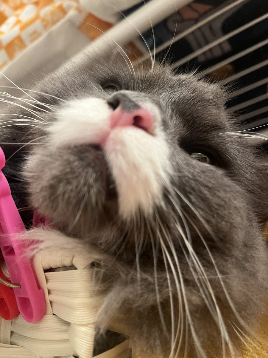 これぞ箱入り娘🐱
ちなみに3枚とも別の日に取ってます📸
ネムネムモードの時はこの箱の中に入るらしい♥️
#ラガマフィン #ねこのいる暮らし