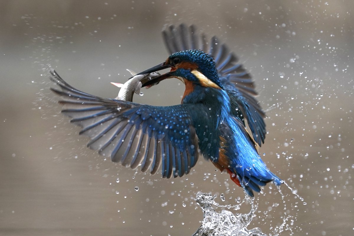 Kingfisher catch
⁦<a href="/Natures_Voice/">RSPB</a>⁩ 
⁦<a href="/NatureUK/">NatureUK</a>⁩ 
⁦<a href="/WildlifeMag/">BBC Wildlife</a>⁩ 
⁦<a href="/BBCSpringwatch/">BBC Springwatch</a>⁩