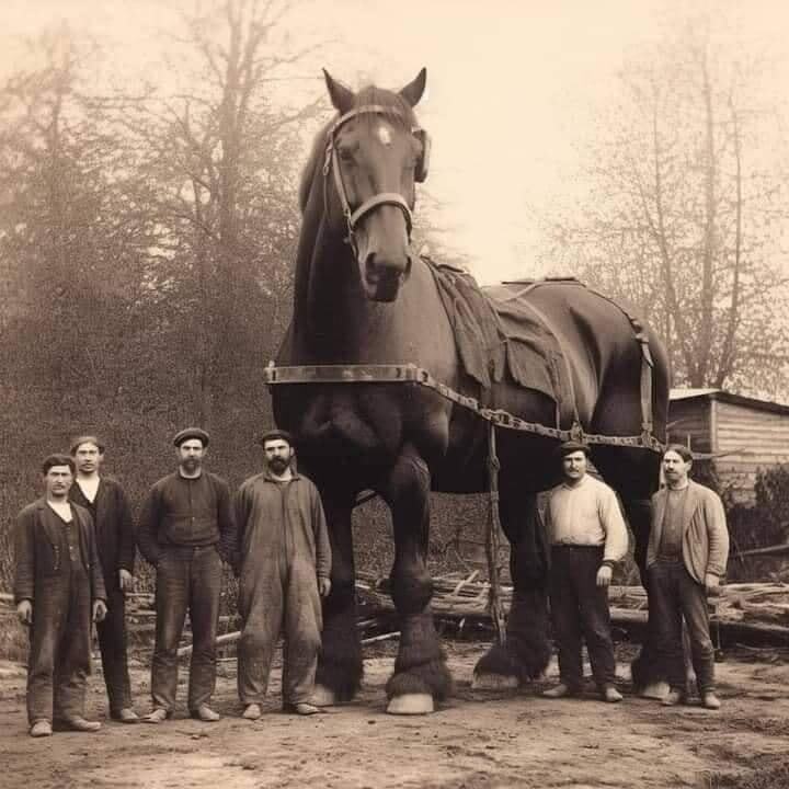 Luizdebutecos's tweet photo. O maior cavalo da história https://t.co/0ECcp32nME https://t.co/rbORjAevuL